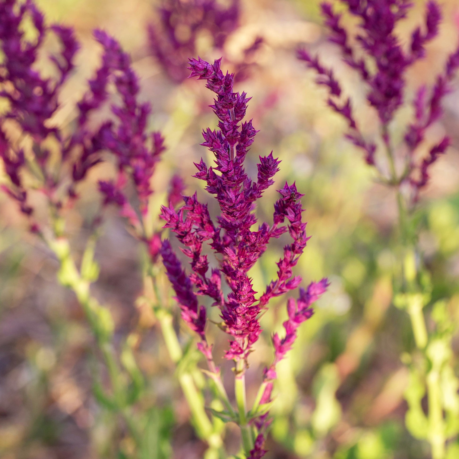 Bossalie 'Schwellenburg' - Salvia nemorosa Schwellenburg - Bakker