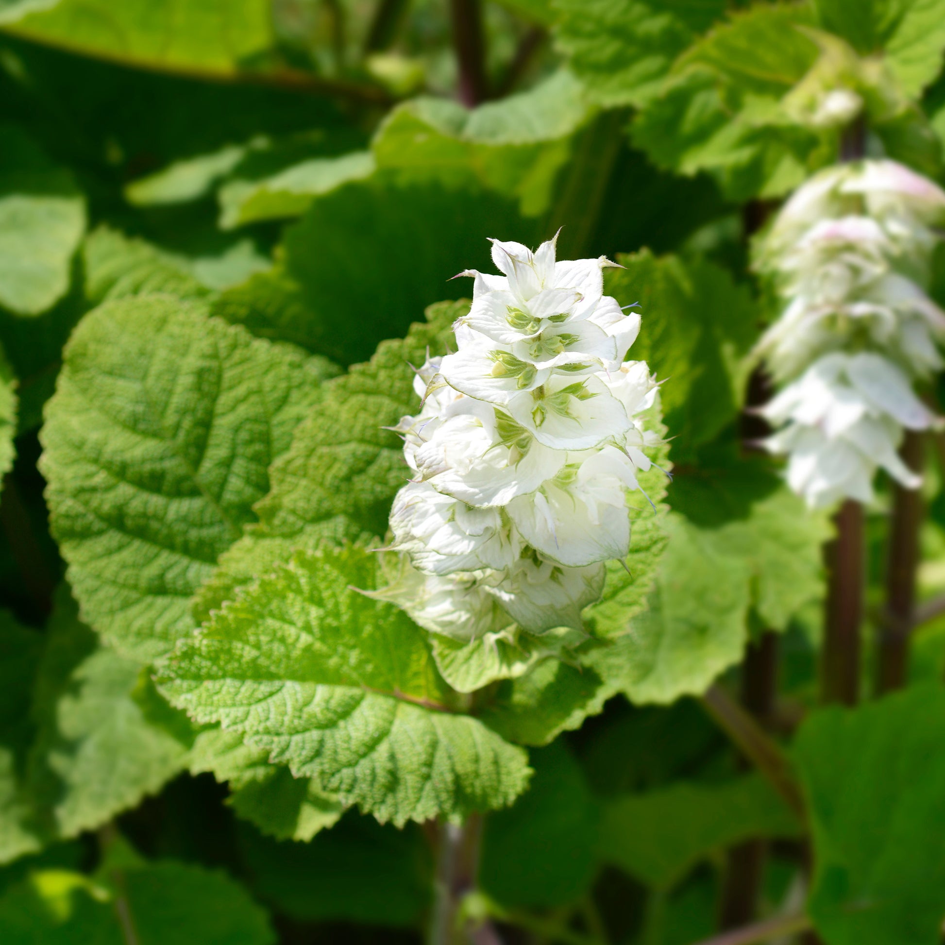 Scharlei 'Vatican White' - Salvia sclarea vatican white - Bakker
