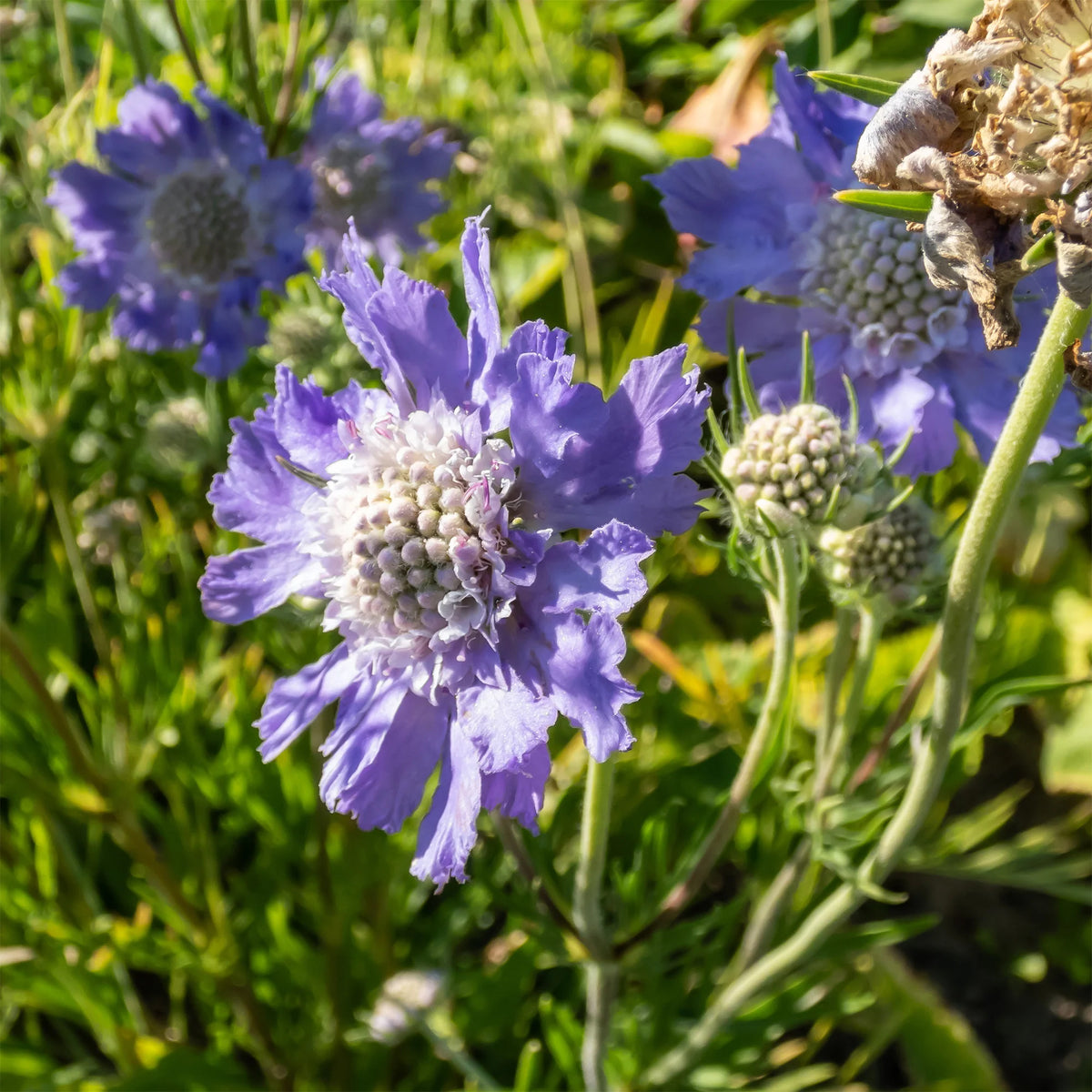 Verkoop 5 roze en paarse vaste planten - Molinia caerulea, Pennisetum orientale, Astrantia major, Scabiosa caucasica,Verbena bonariensis         