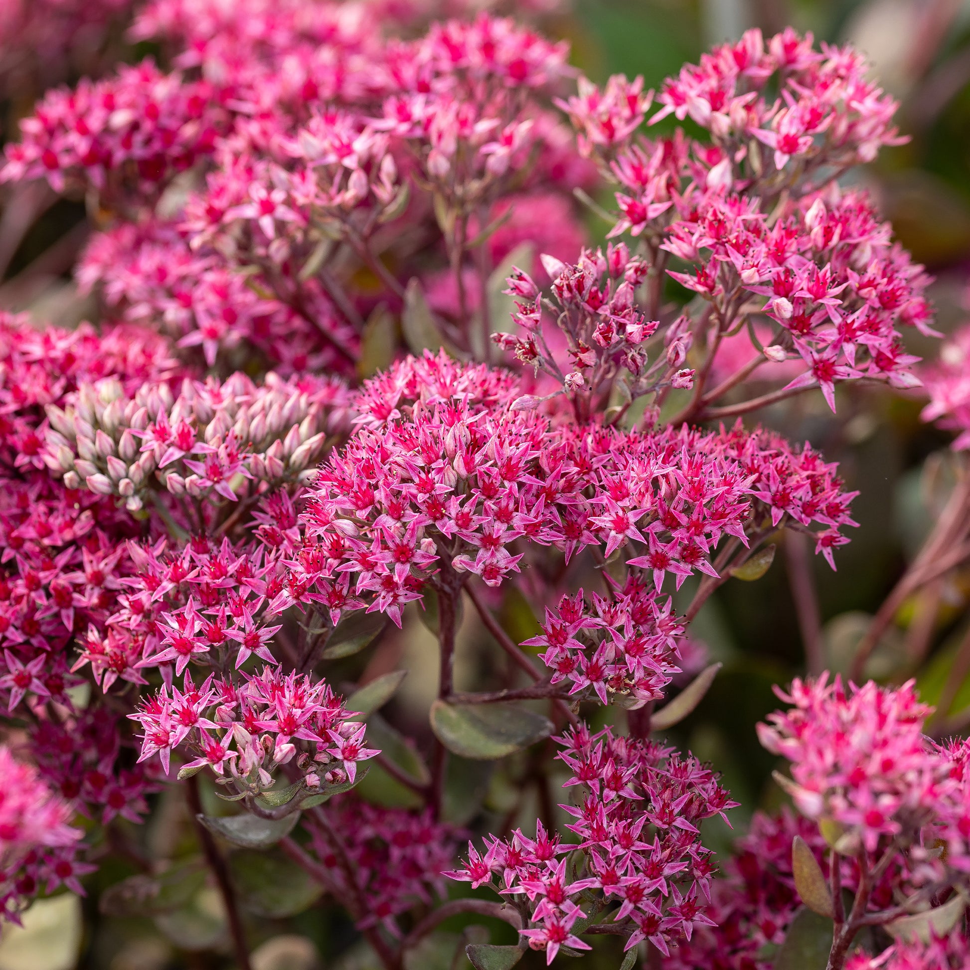 Sedum 'Thunderhead' / Vetkruid - Sedum thunderhead - Bakker