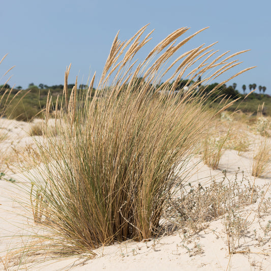 Helmgras - Ammophila arenaria - Tuinplanten