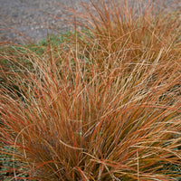 Zegge Buchananii - Carex buchananii - Bakker