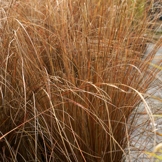 Zegge - Carex buchananii - Tuinplanten