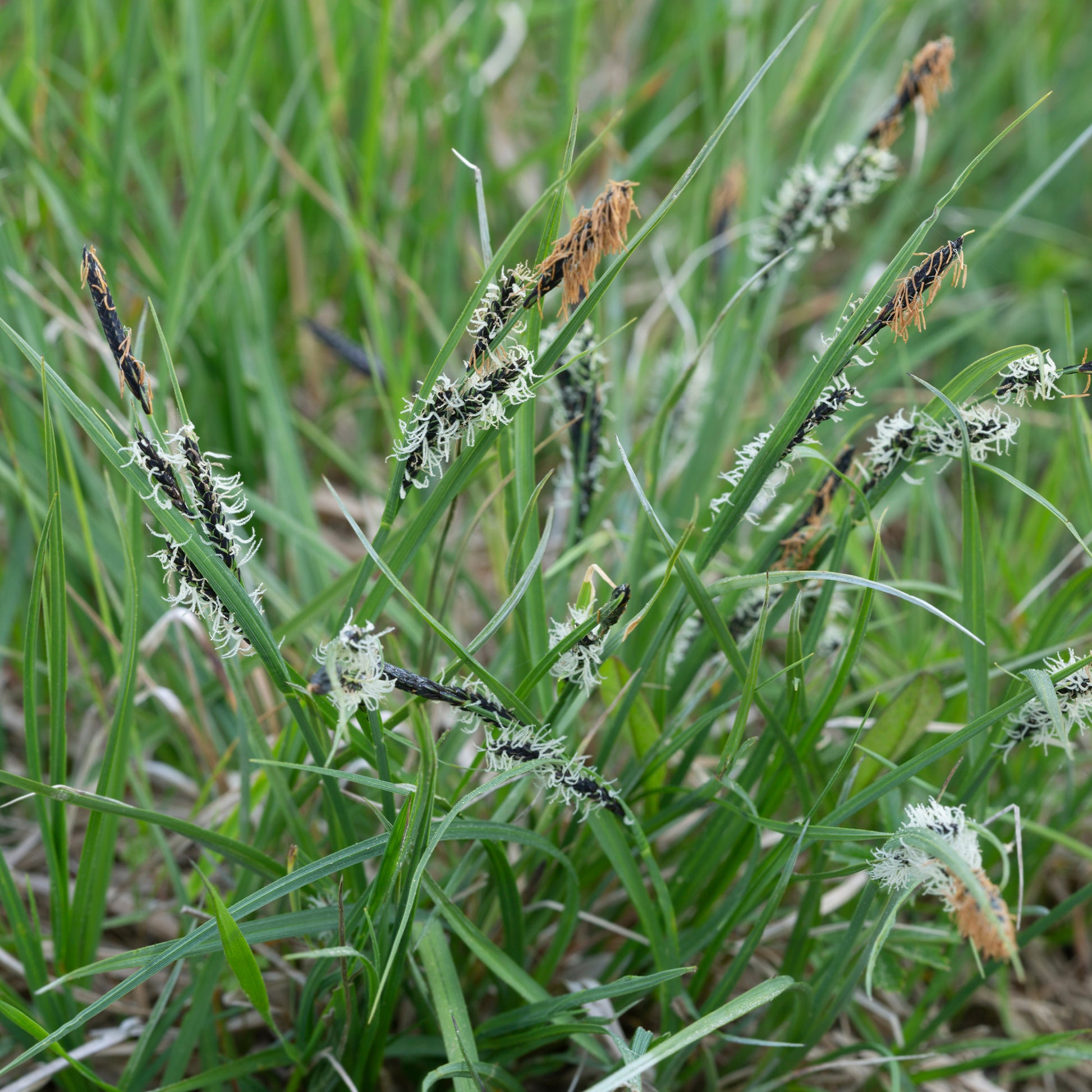 Carex montana - Bergzegge - Zegge - Carex