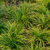 Zegge 'Evergreen' - Bakker