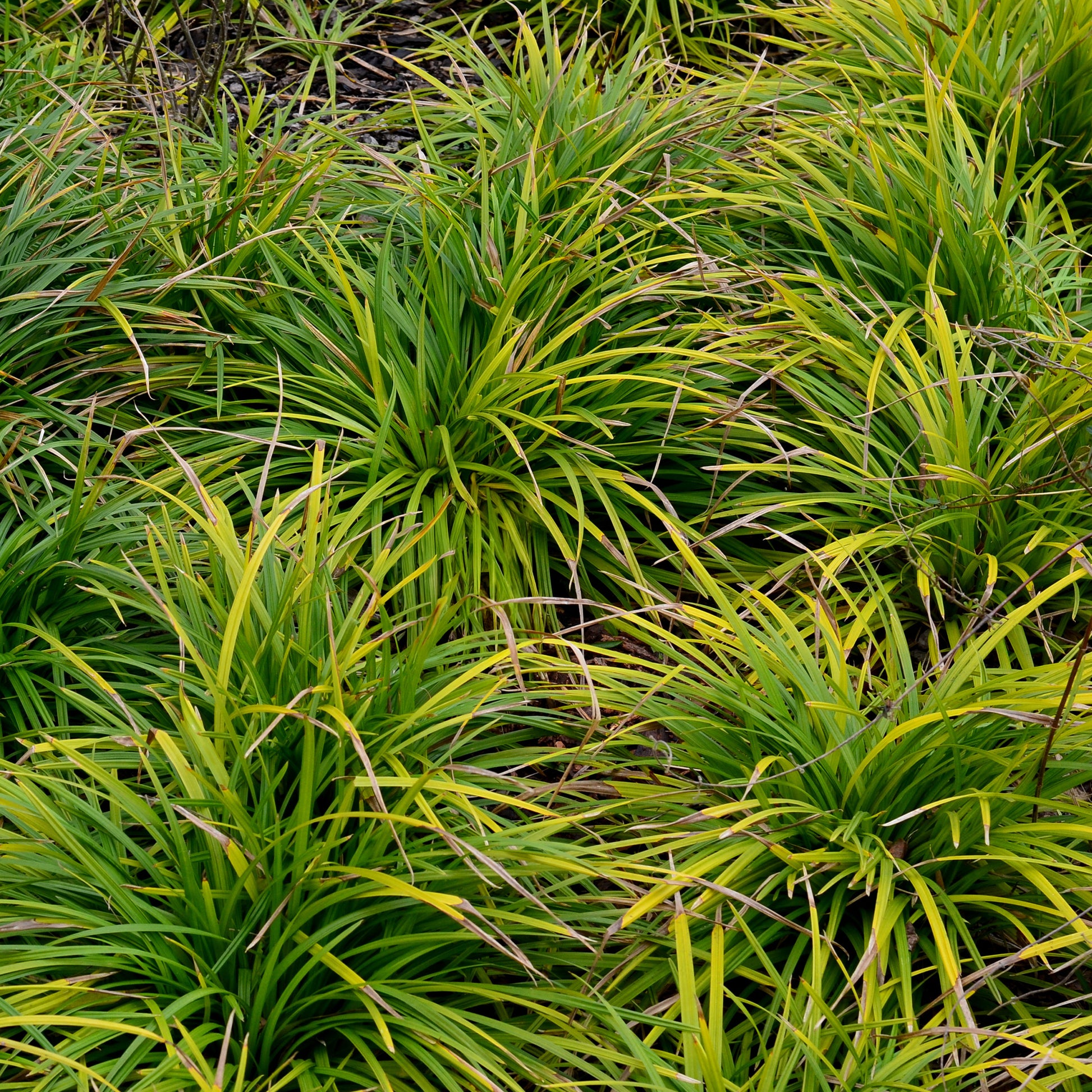 Zegge 'Evergreen' - Bakker