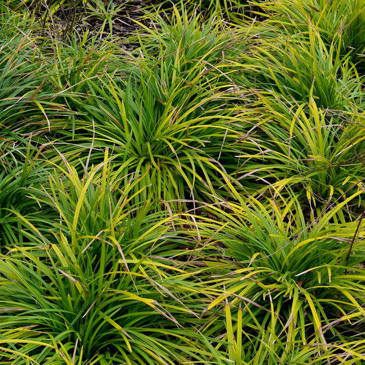 Zegge 'Evergreen' - Bakker