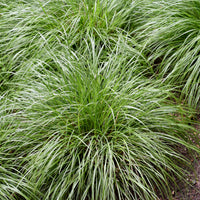 Zegge Oshima J.S. Greenwell - Carex oshimensis J.S. Greenwell - Bakker