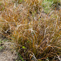 Carex testacea - Zegge Testacea - Zegge - Carex