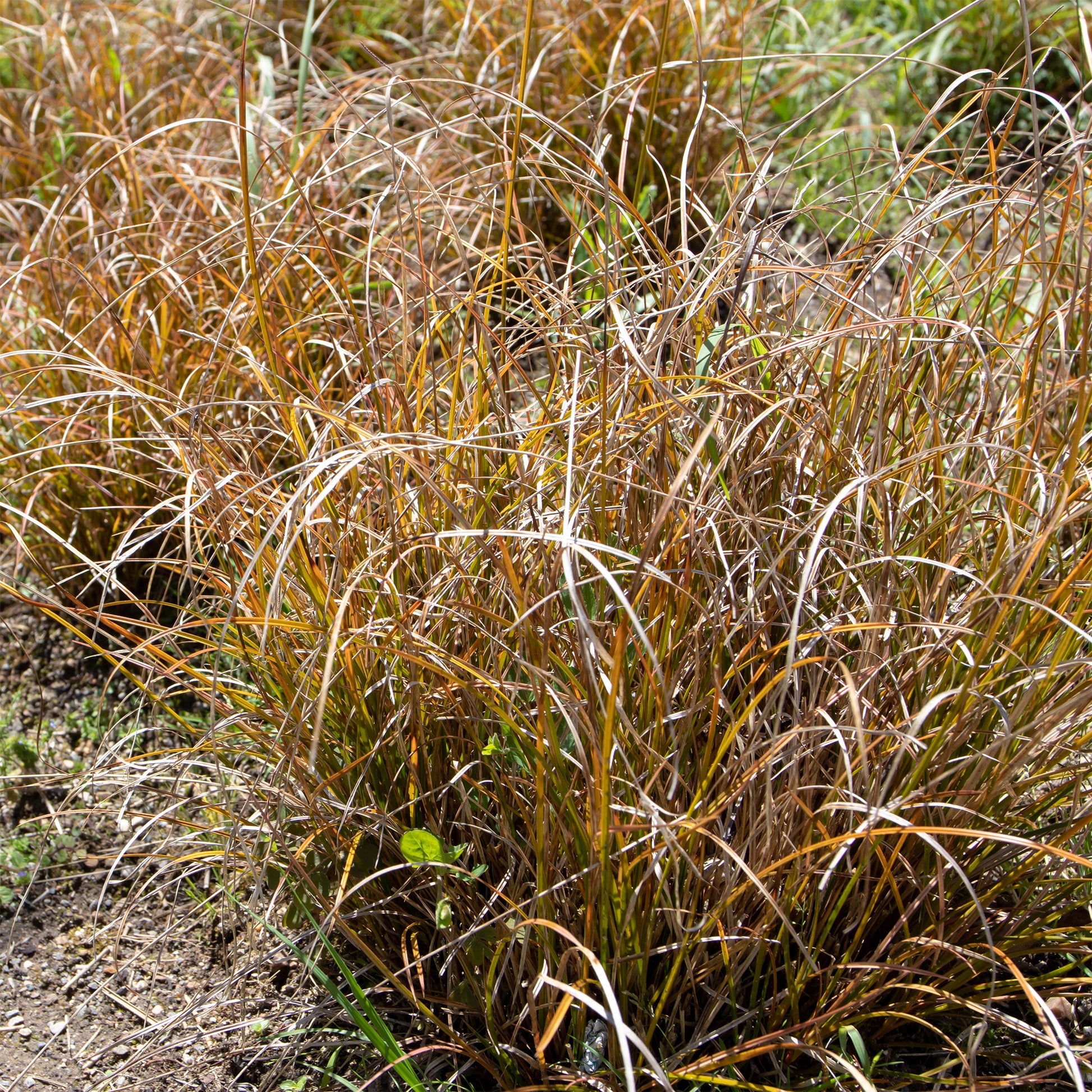 Carex testacea - Zegge Testacea - Zegge - Carex