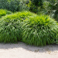 Japans berggras