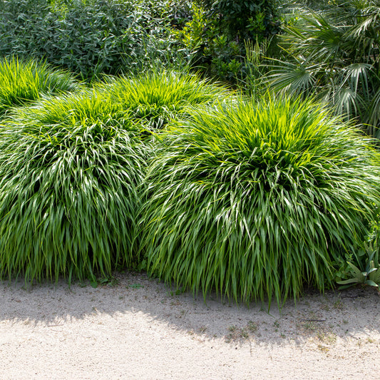 Japans berggras