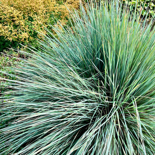 Sierhaver Pendula - Bakker