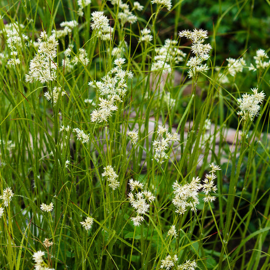 Veldbies (x3) - Luzula nivea - Tuinplanten