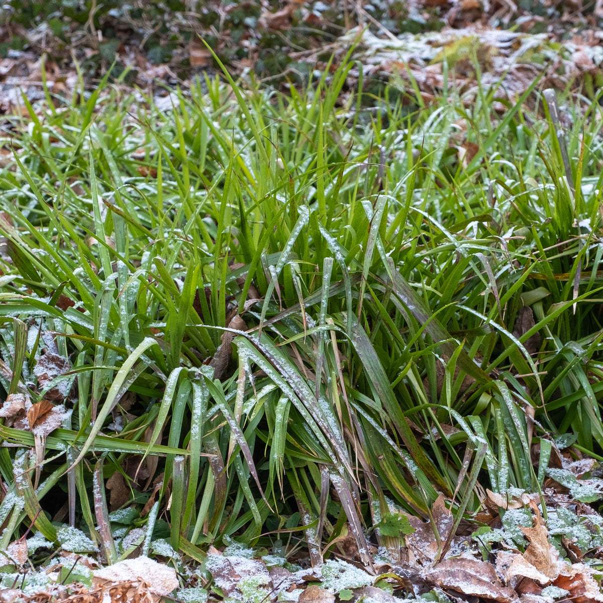 Grote Veldbies - Luzula sylvatica - Bakker
