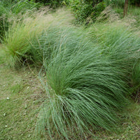 Muhlenbergia rigens - Bakker