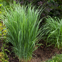 5 vaste planten voor bloemenweide - Panicum virgatum,Sesleria autumnalis, Allium sphaerocephalon,Veronicastrum virginicum, Sanguisorba officinalis       - Bakker