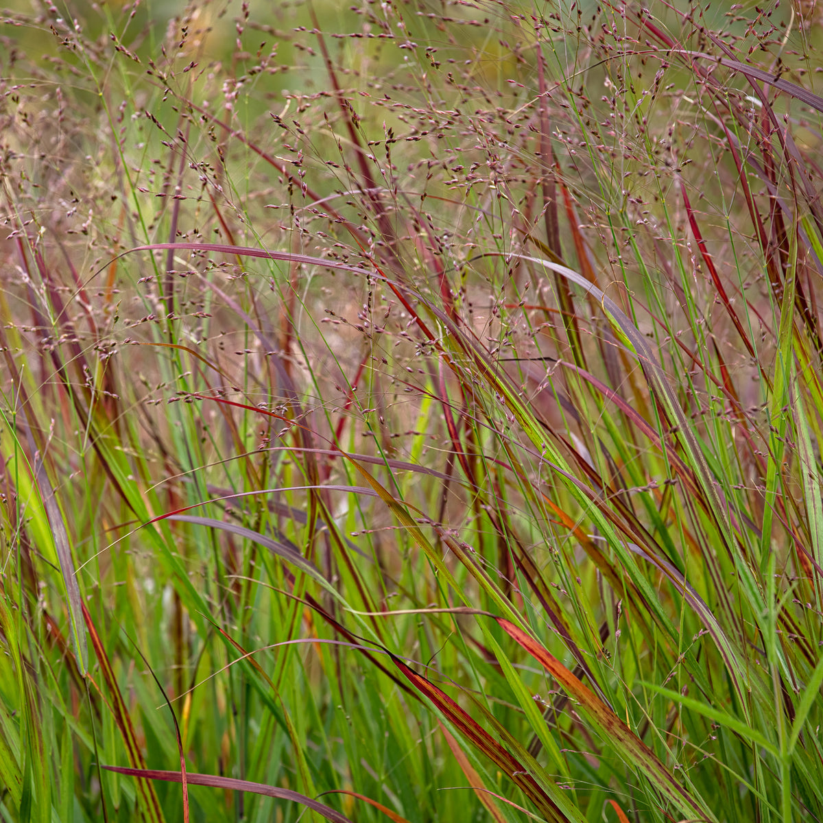 Vingergras Shenandoah - Panicum virgatum Shenandoah - Bakker