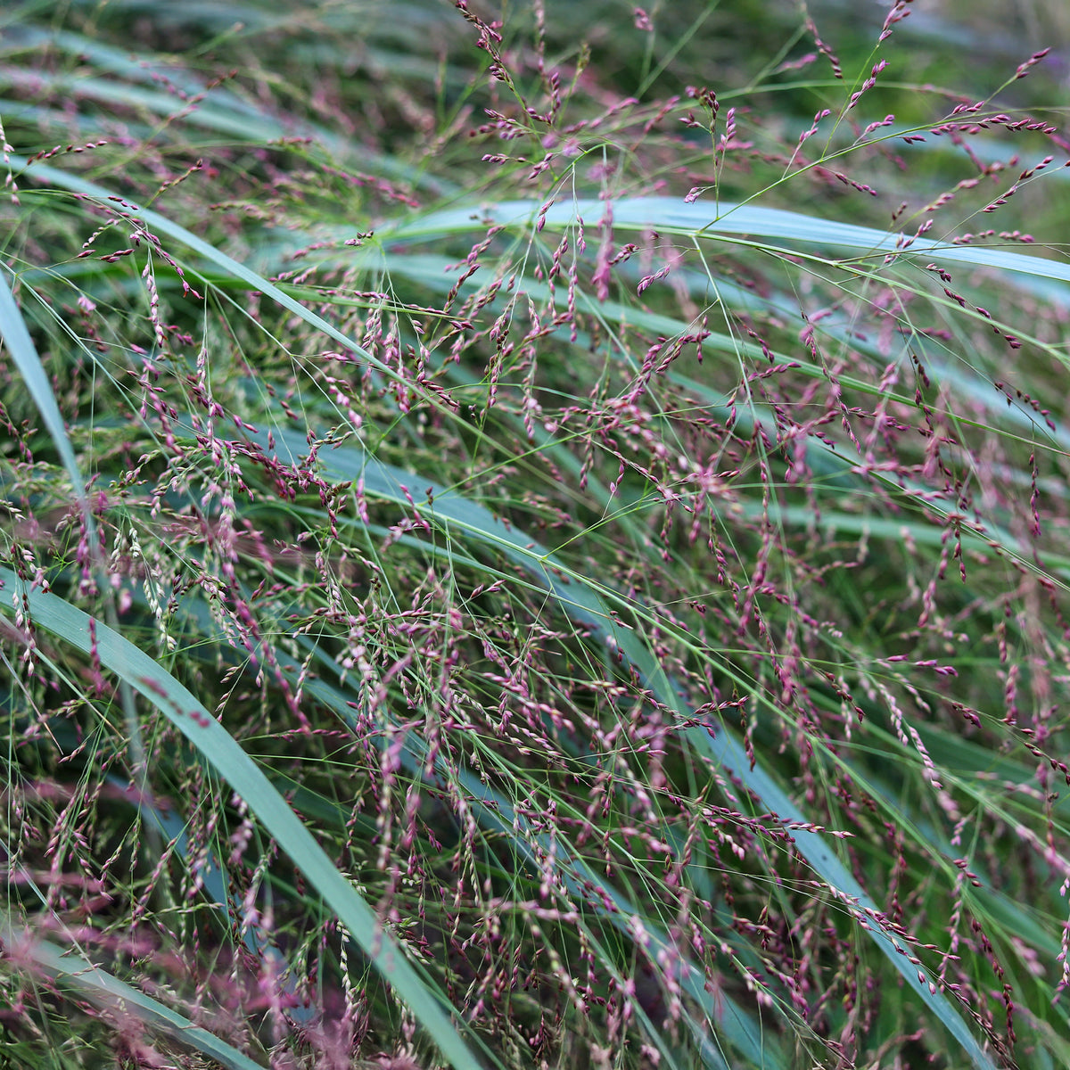Vingergras Squaw - Panicum virgatum Squaw - Bakker
