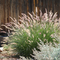 Molinia caerulea, Pennisetum orientale, Astrantia major, Scabiosa caucasica,Verbena bonariensis          - 5 roze en paarse vaste planten - Vaste planten