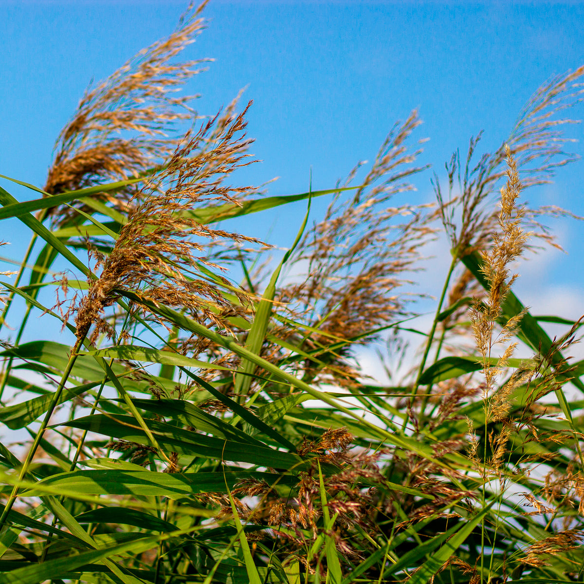Gewoon riet