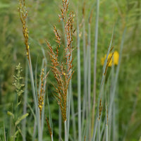 Goudbaardgras Indian Steel - Sorghastrum nutans Indian Steel - Bakker