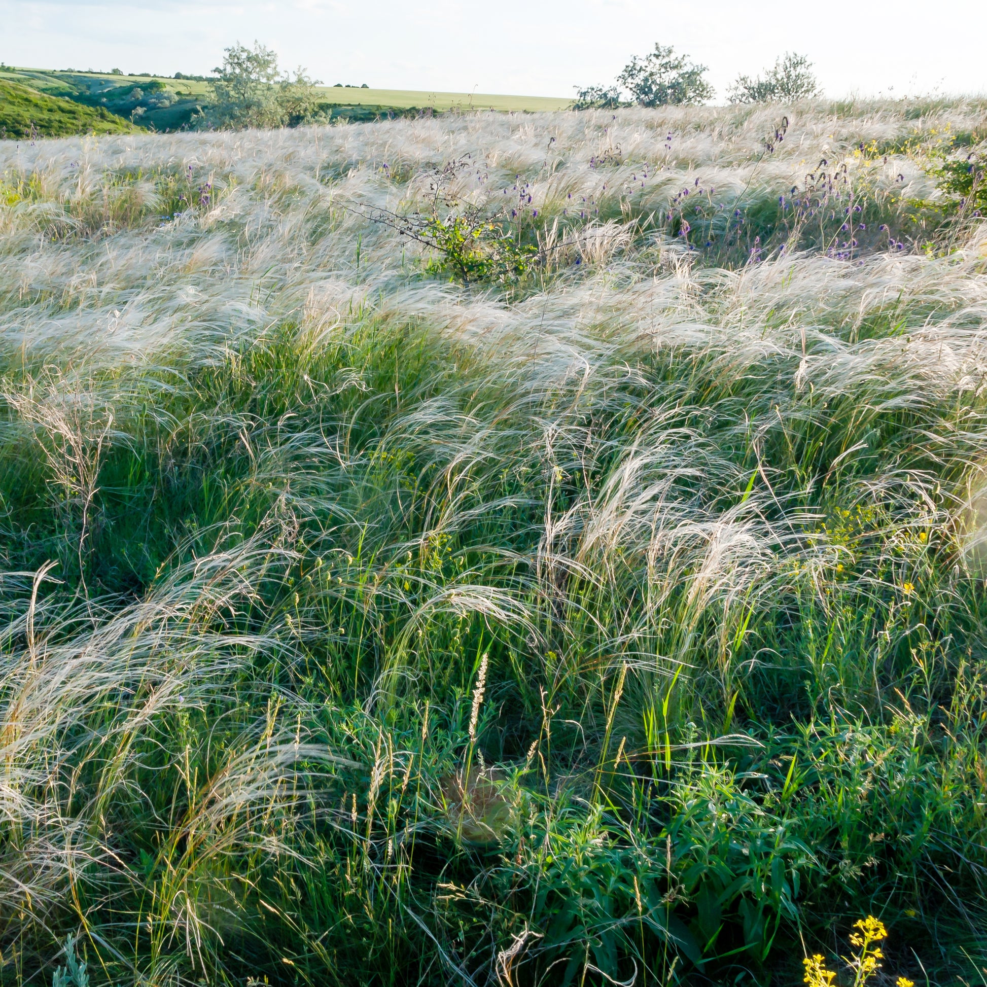 Stipa capillata - Vedergras chevelu - Siergrassen