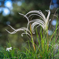 Siergrassen - Vedergras penné - Stipa pennata