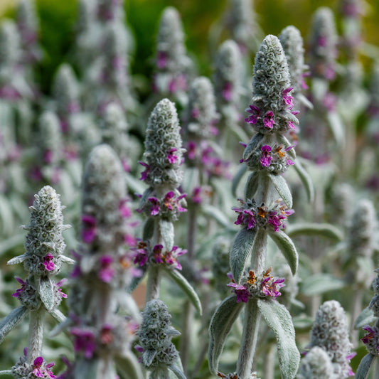 Ezelsoor Silver Carpet - Bakker