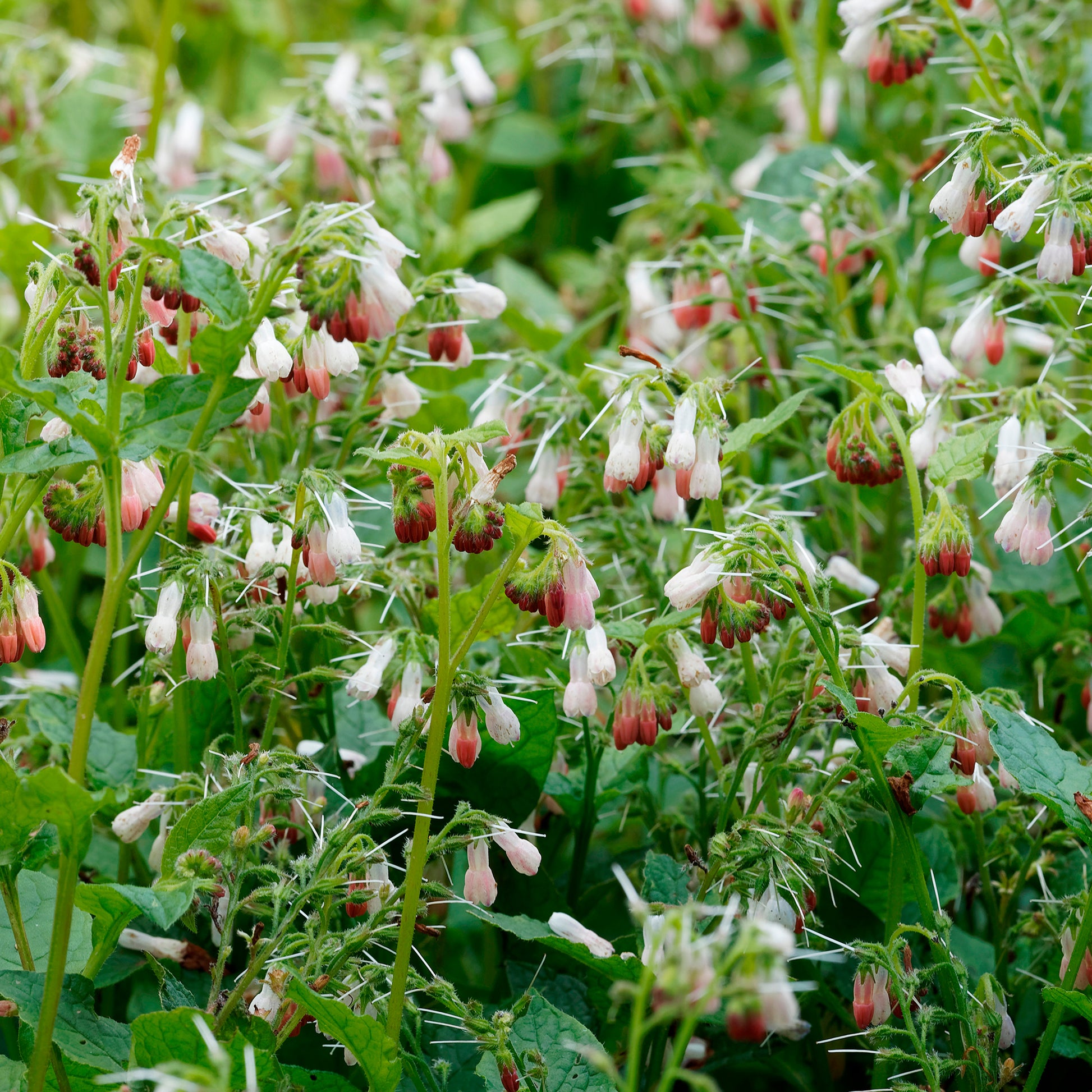 Smeerwortel 'Hidcote Pink' - Bakker