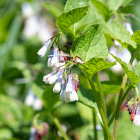 Smeerwortel Wisley Blue - Symphytum grandiflorum wisley blue - Bakker