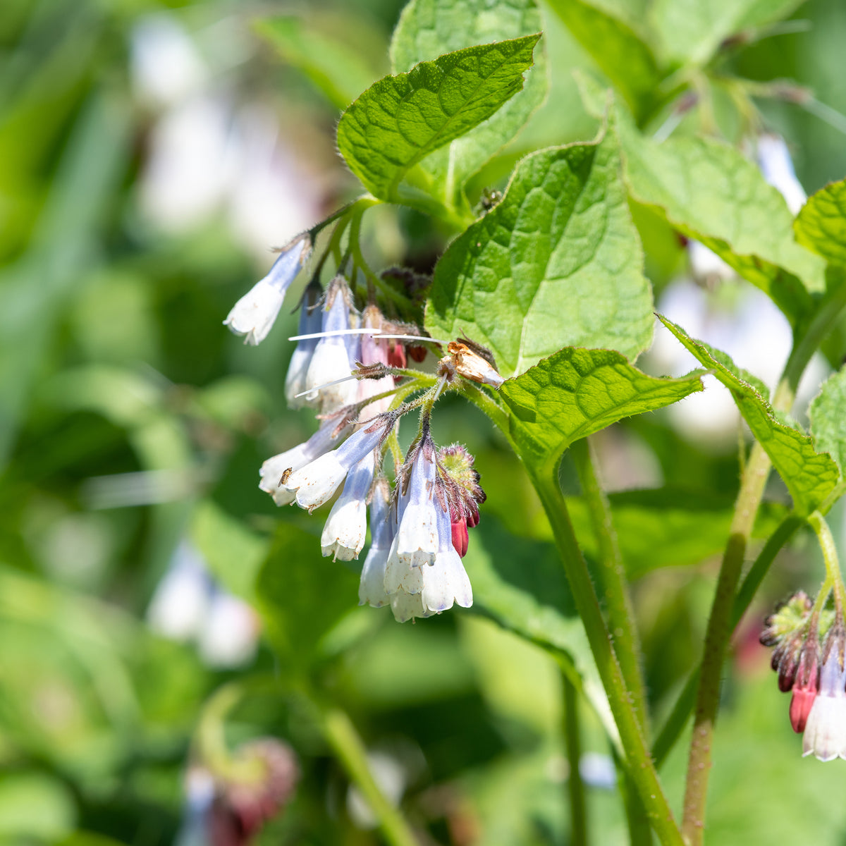 Smeerwortel Wisley Blue - Symphytum grandiflorum wisley blue - Bakker