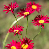 Bonte magriet - Tanacetum coccineum Robinson's Red - Bakker