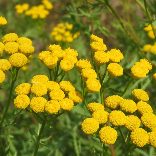 Boerenwormkruid - Bakker