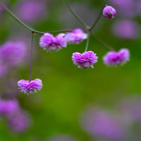 Ruit Delavay Hewitts - Thalictrum delavayi Hewitts Double - Bakker