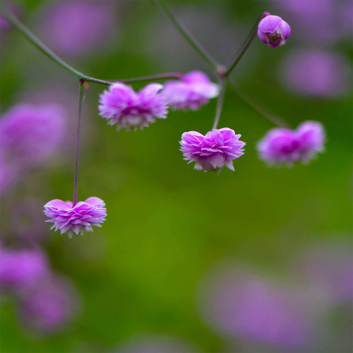 Ruit Delavay Hewitts - Thalictrum delavayi Hewitts Double - Bakker