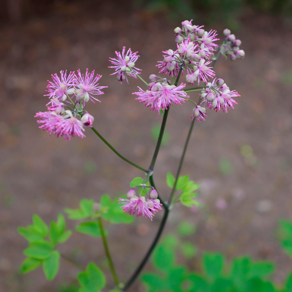 Ruit - Ruit Black Stockings - Thalictrum black stockings