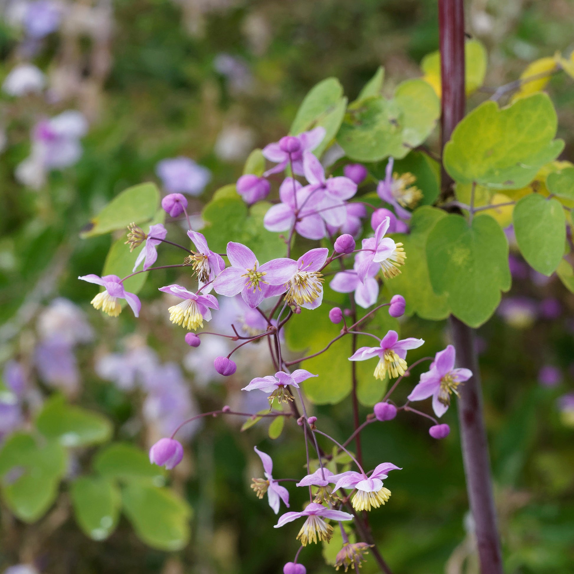 Ruit Splendide - Thalictrum delavayi Splendide - Bakker