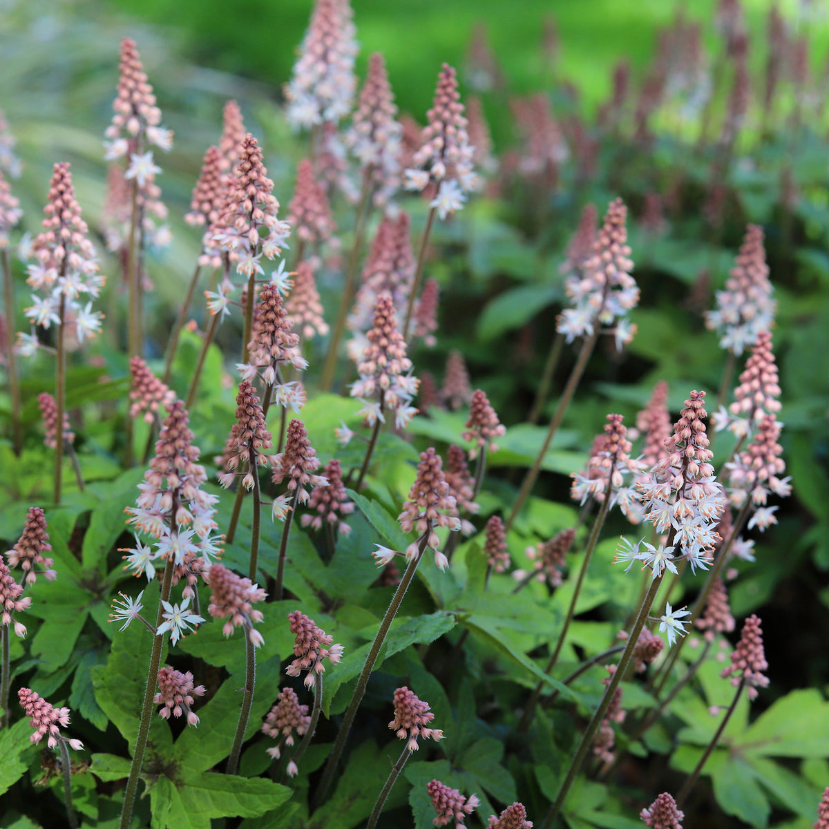 Perzische muts Spring Symphony - Tiarella Spring Symphony - Bakker