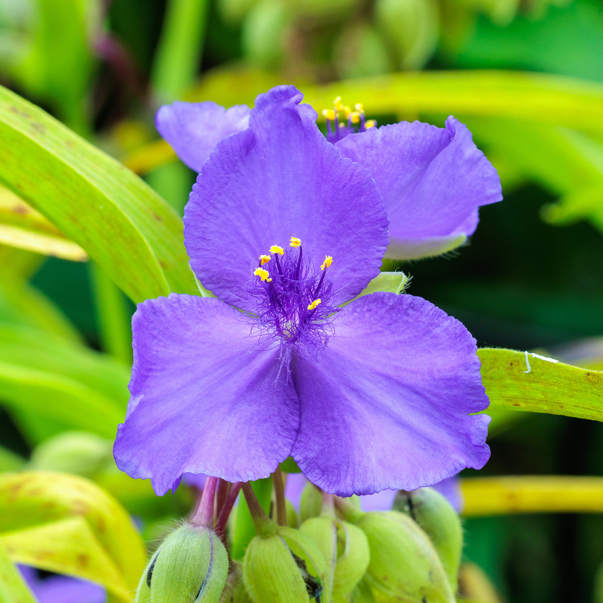 Verkoop Vaderplant 'Sweet Kate' - Tradescantia ( andersoniana group ) sweet kate