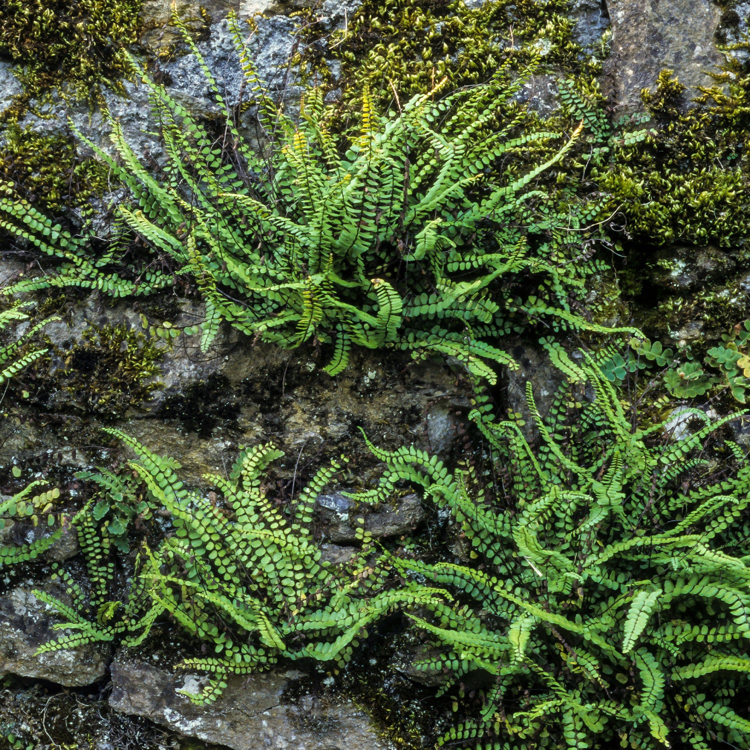 Asplenium - Streepvaren