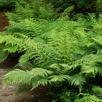 Wijfjesvaren - Athyrium filix-femina - Bakker