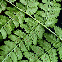 Dryopteris dilatata - Brede stekelvaren - Vaste planten