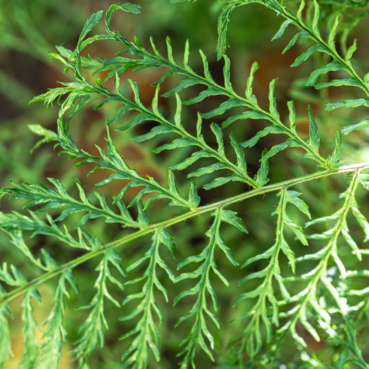 Niervaren Linearis Polydactyla - Bakker