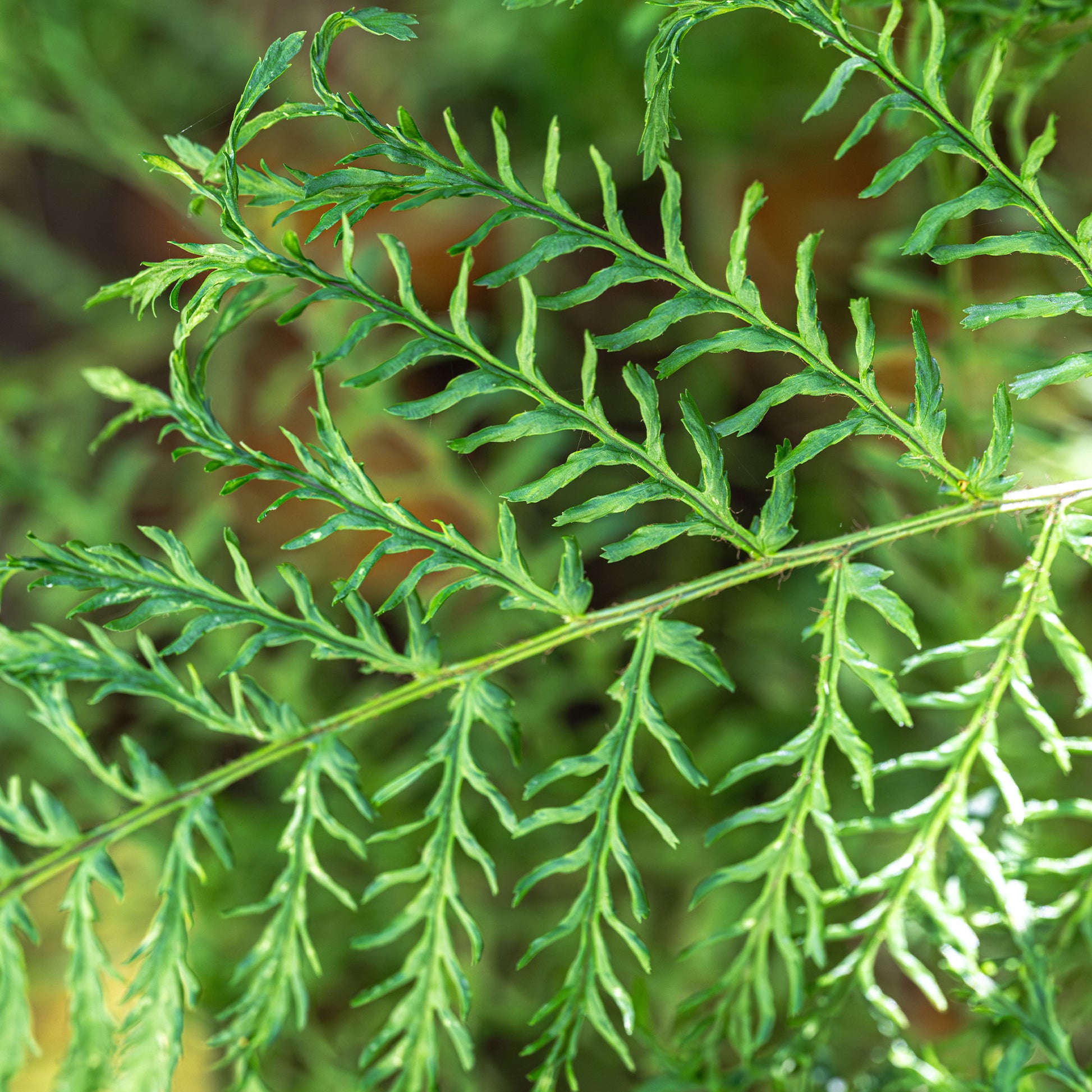 Niervaren Linearis Polydactyla - Dryopteris filix-mas linearis polydactyla - Bakker