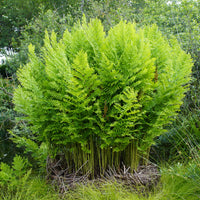 Koningsvaren - Osmunda regalis - Bakker