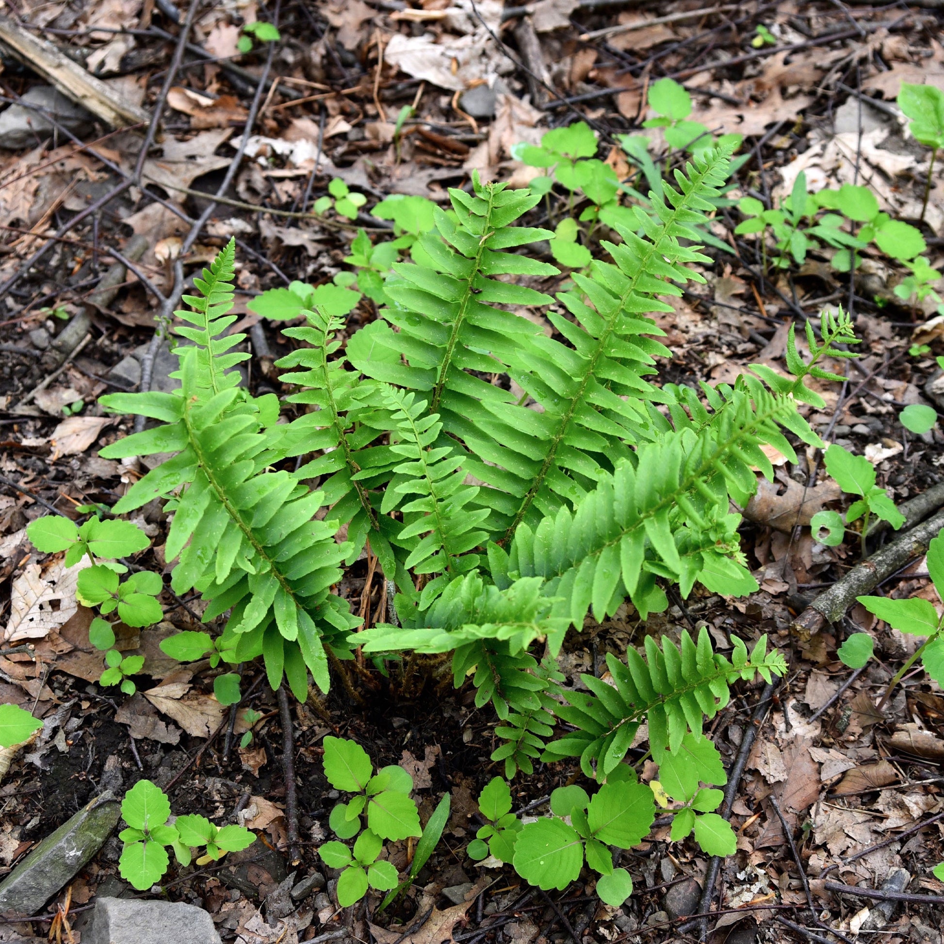 Kerst Naaldvaren - Polystichum acrostichoides - Bakker