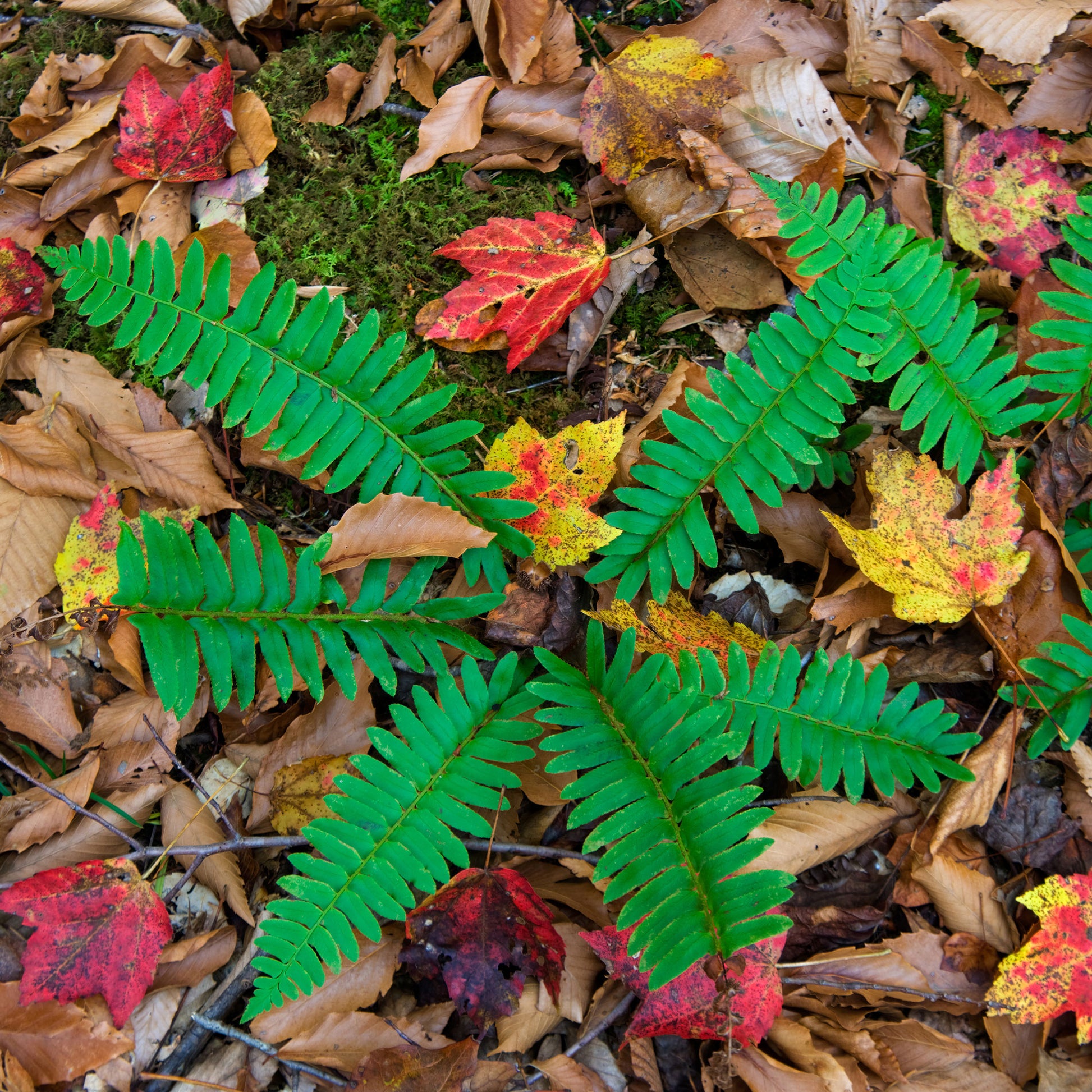 Polystichum acrostichoides - Kerst Naaldvaren - Vaste planten