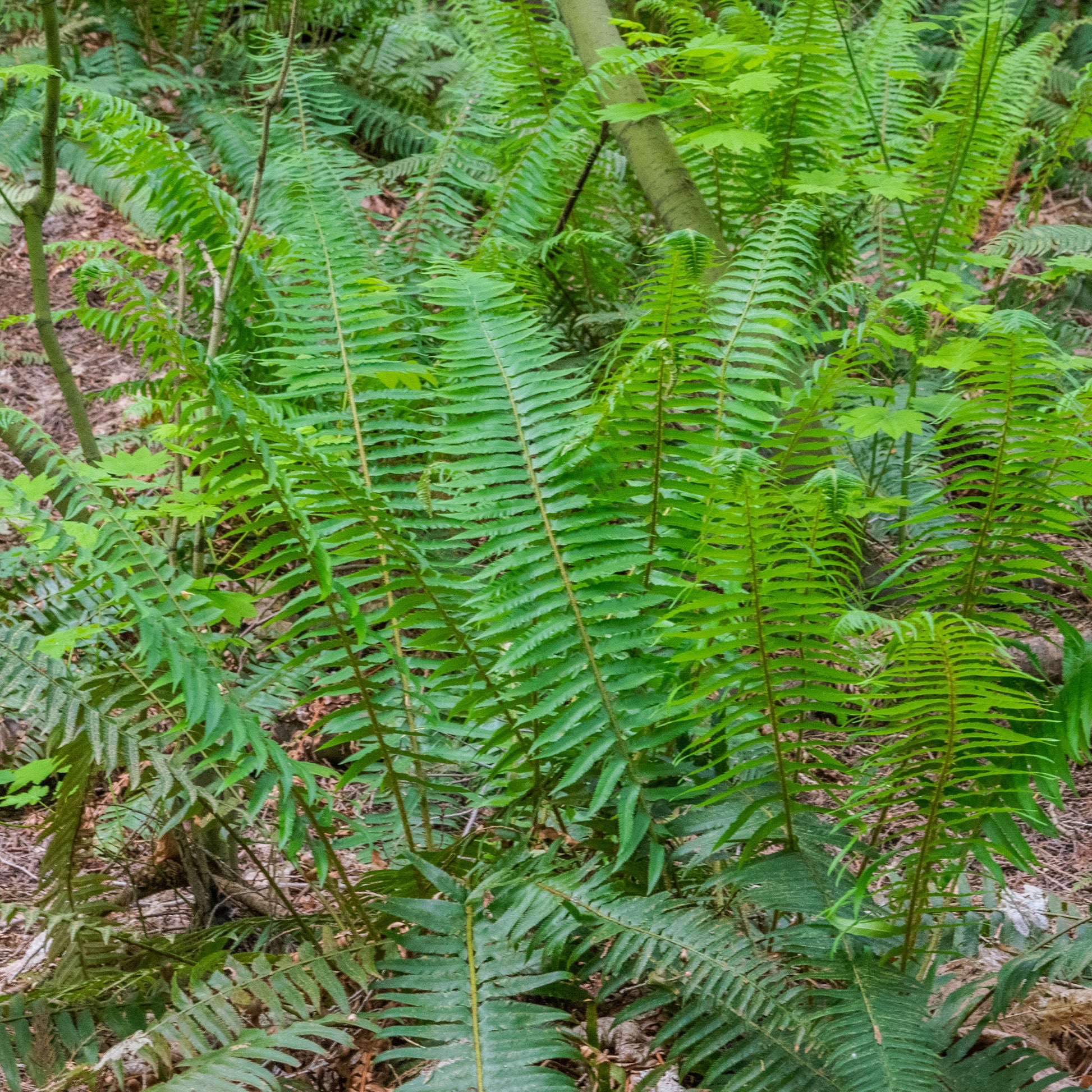 Zwaardvaren - Bakker