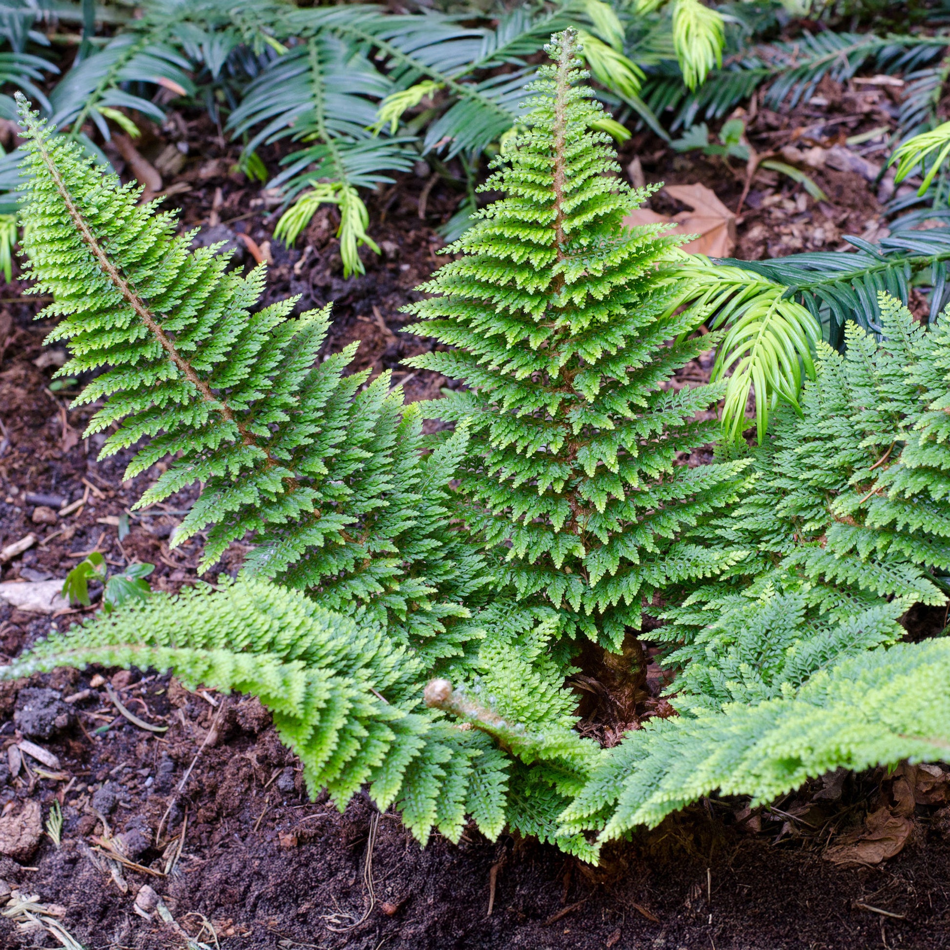 Polystichum setiferum plumoso-densum - Schildvaren Plumosum - Varens